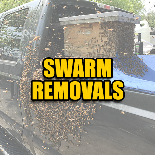 Honey Bee Swarm Removal
