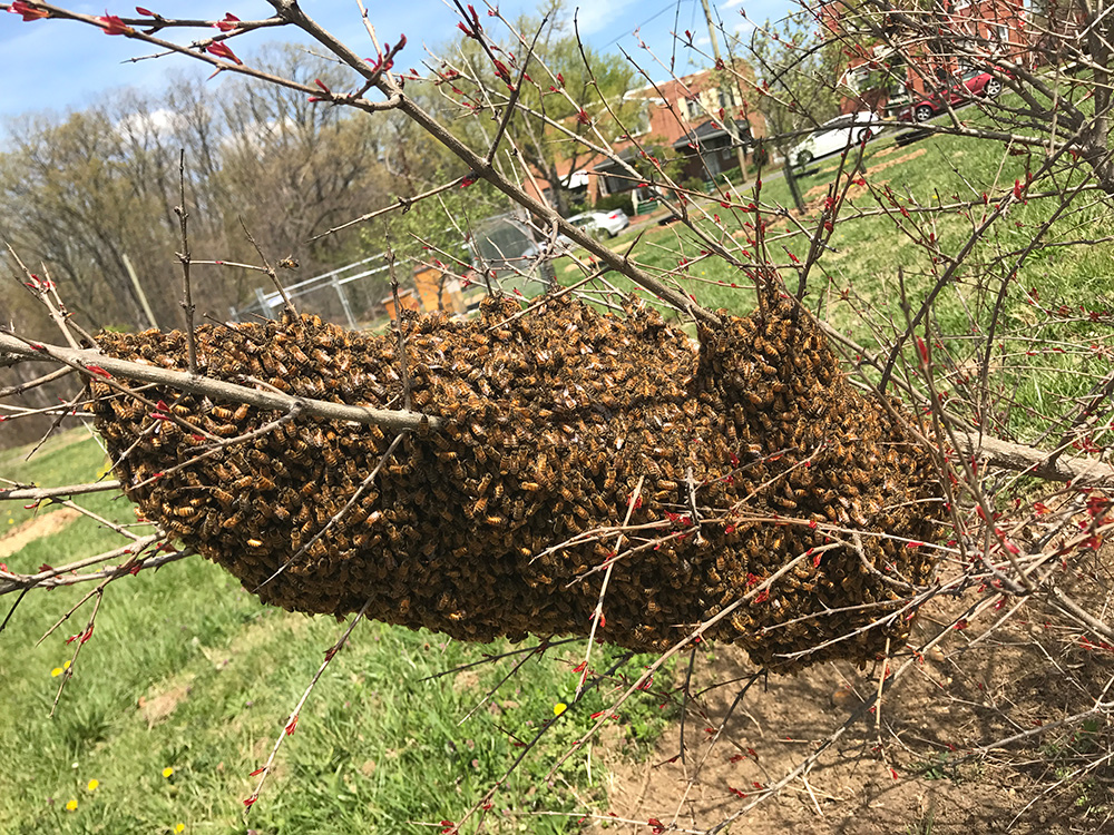 Honey Bee Swarm